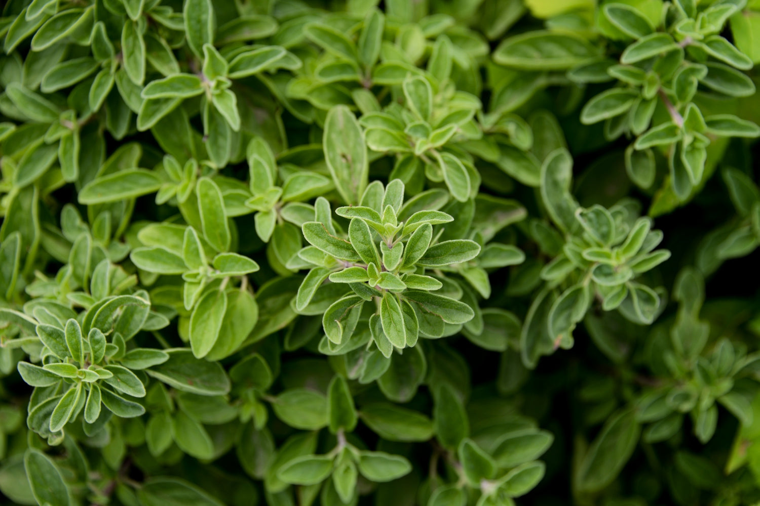 Handmade Crochet Cardigan for Women – Soft Lace Open Front Sweater